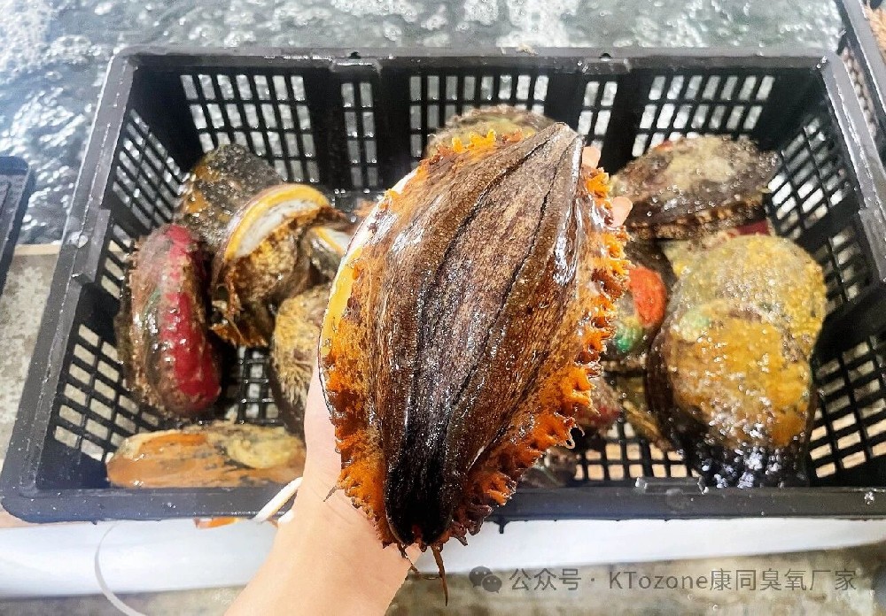 臭氧助力鲍鱼养殖，水质指标大改善，产量成本双优化！